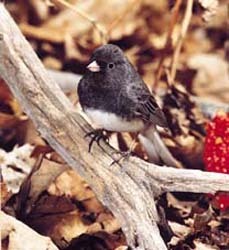 Junco2