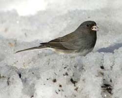 Junco1