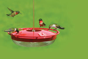 Ruby throat