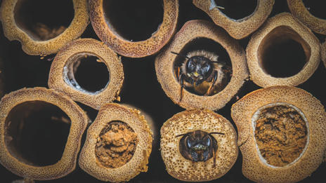 Mason Bee in Tubes 